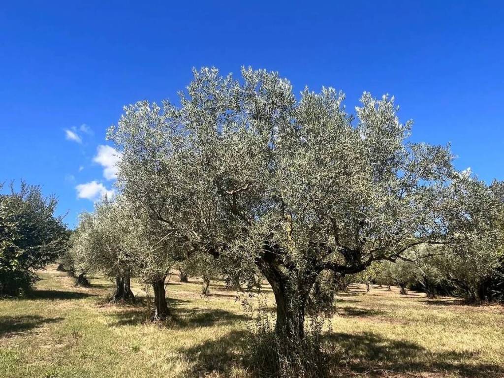 Terreno a Pietrelcina in Contrada Coste S.N.C. - Foto 3