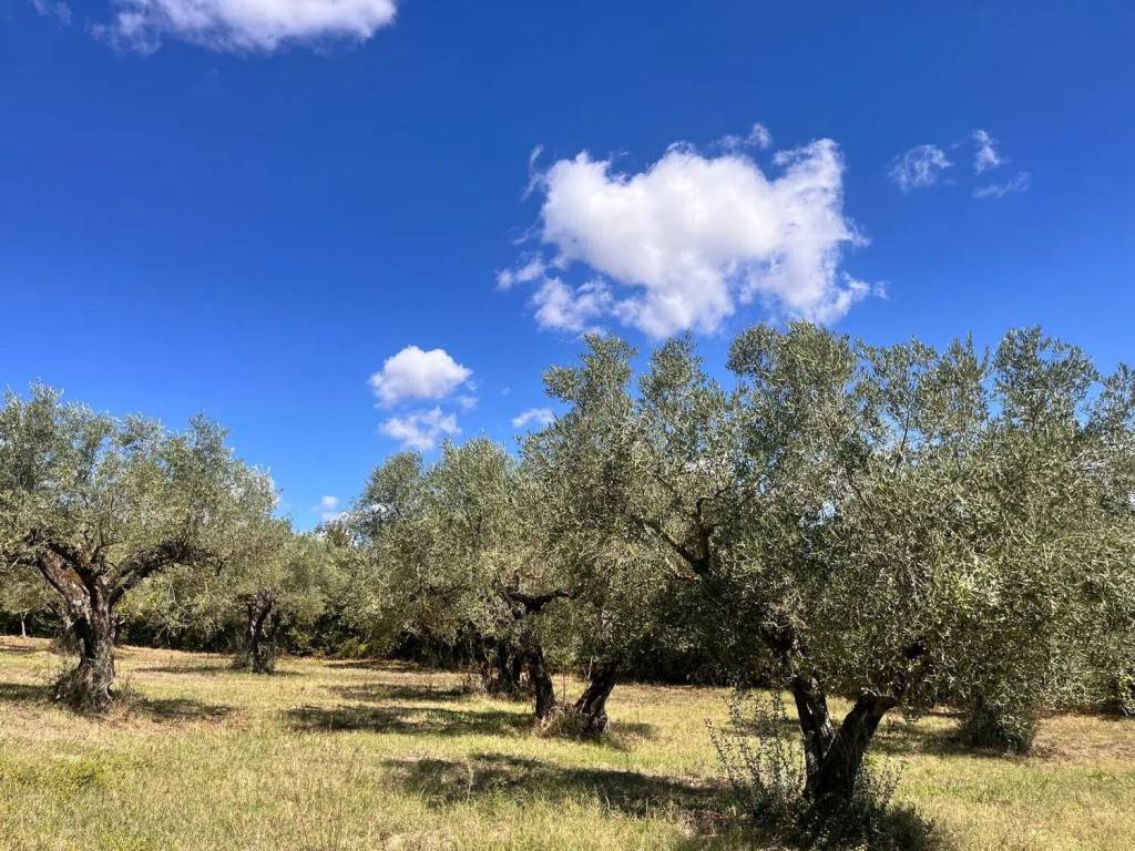 Terreno a Pietrelcina in Contrada Coste S.N.C. - Foto 4