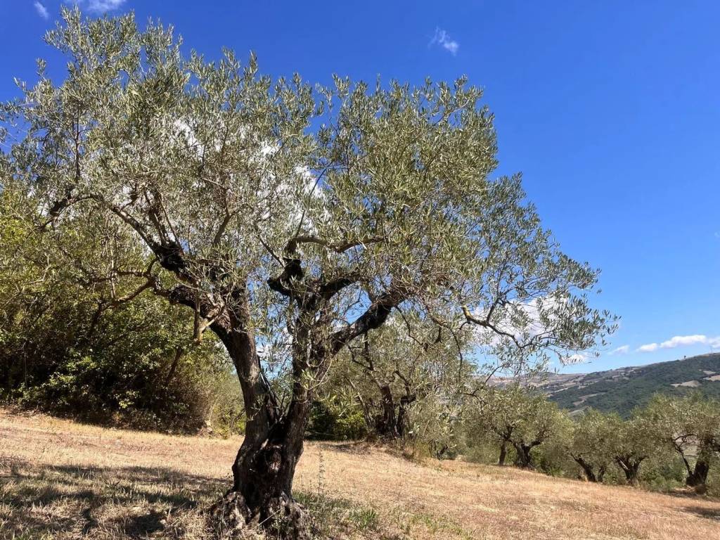 Terreno a Pietrelcina in Contrada Coste S.N.C. - Foto 5