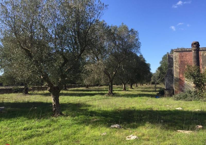 Rustico / casale a Manduria in via per francavilla - Foto 3