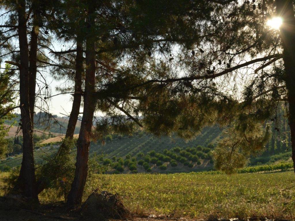 Rustico / casale a Monte san vito in Via Moruco a - Foto 3