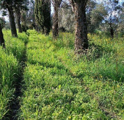Rustico / casale a Sarzana - Foto 3