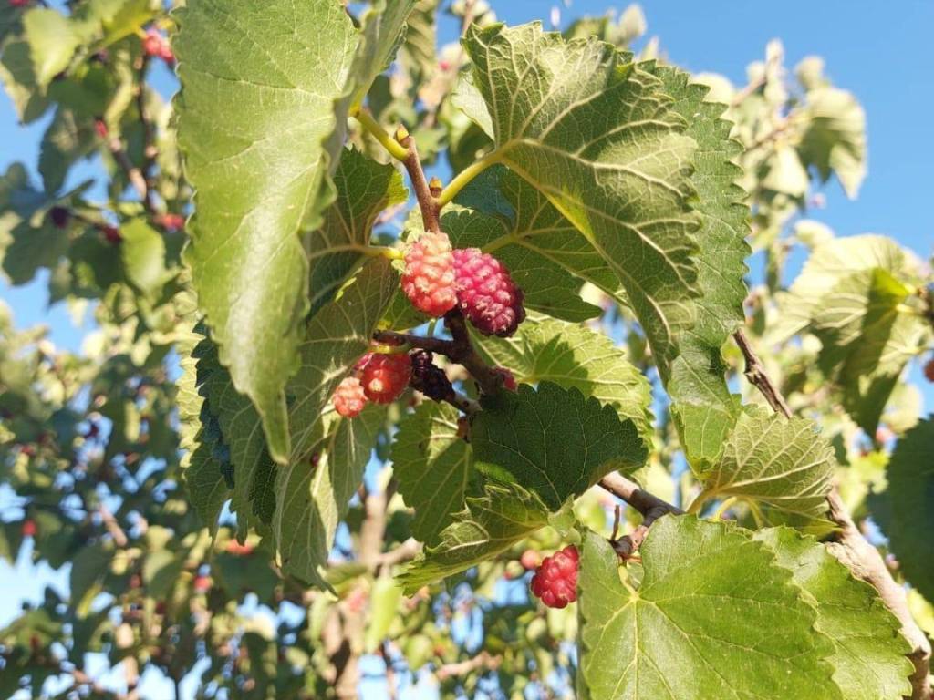 Terreno a Enna in Via Nazionale-Pergusa - Foto 5
