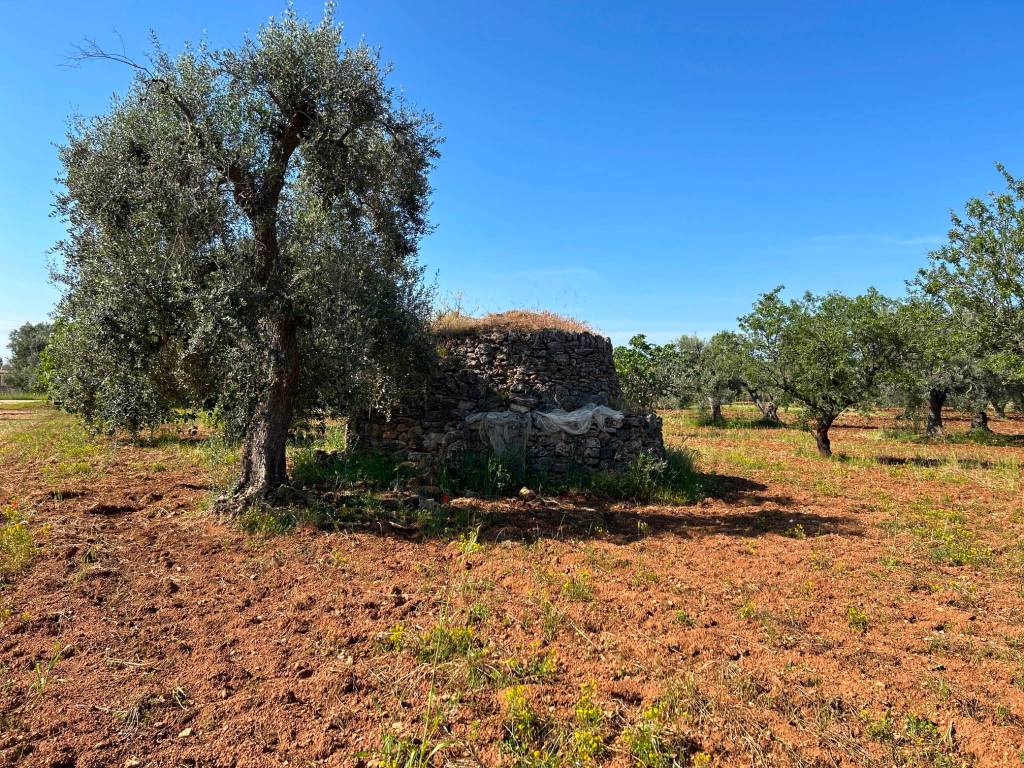 Rustico / casale a Grottaglie - Foto 3