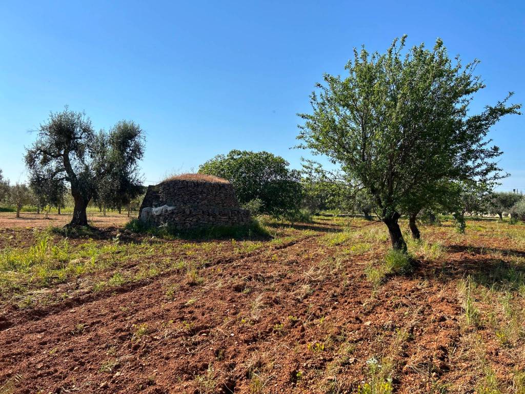 Rustico / casale a Grottaglie - Foto 4