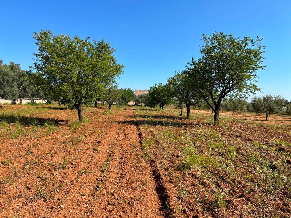 Rustico / casale a Grottaglie - Foto 5