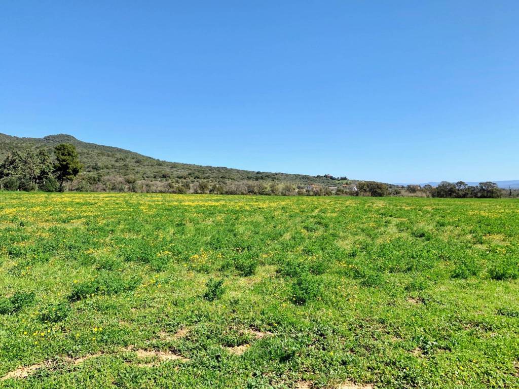 Terreno a Castiglione della pescaia - Foto 4