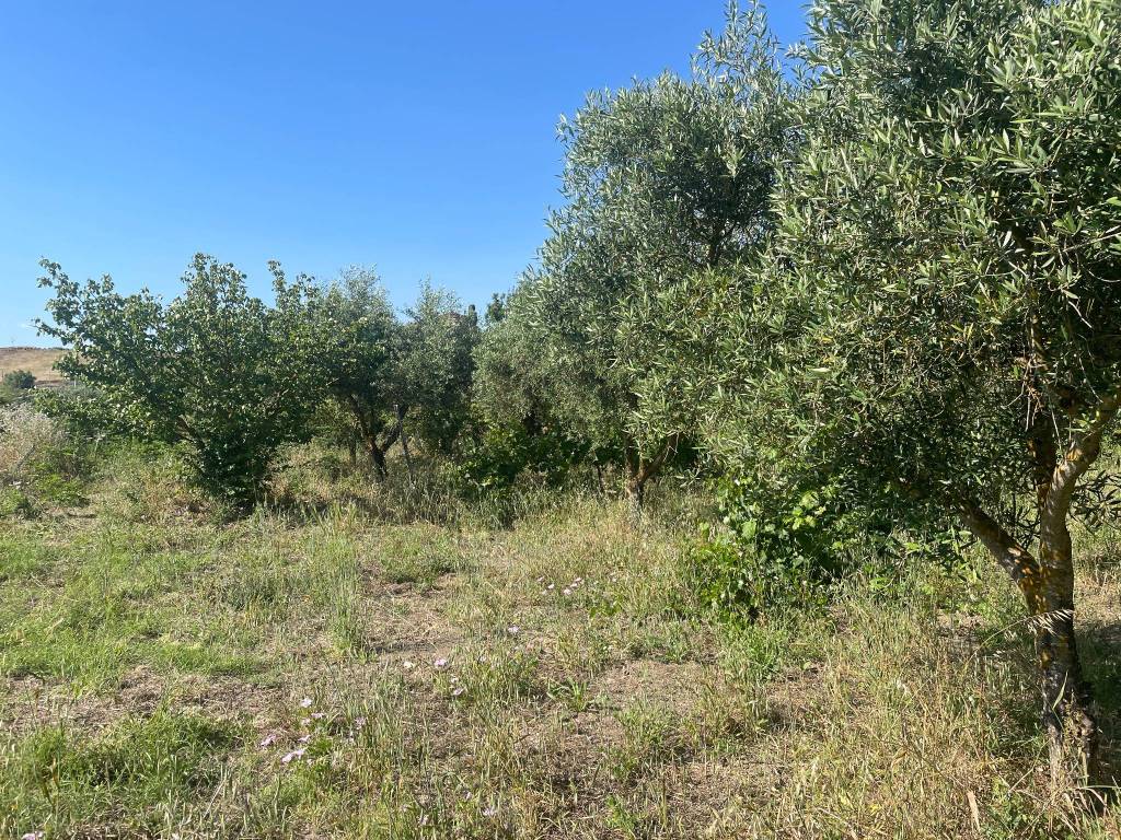 Terreno a Sambuca di sicilia in Contrada San Giovanni - Foto 4