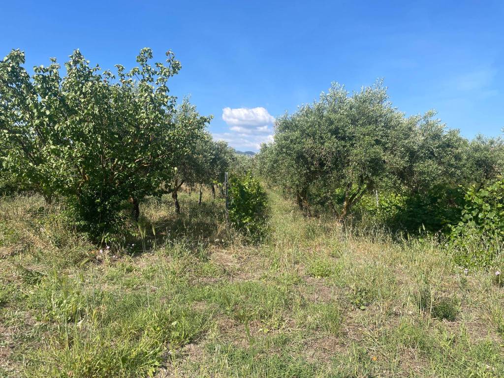Terreno a Sambuca di sicilia in Contrada San Giovanni - Foto 5