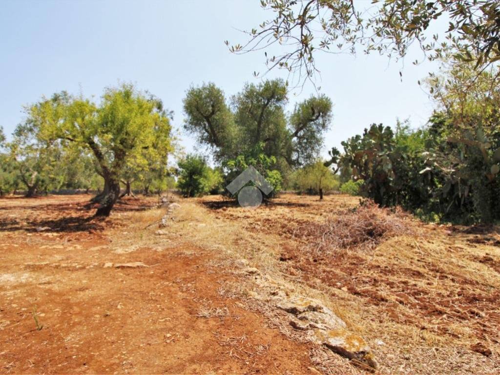 Terreno a Ceglie messapica in Contrada Natalicchio - Foto 2