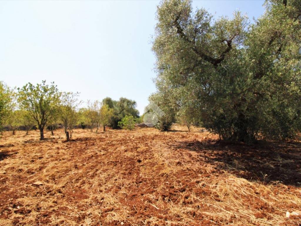 Terreno a Ceglie messapica in Contrada Natalicchio - Foto 3