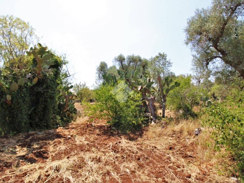 Terreno a Ceglie messapica in Contrada Natalicchio - Foto 4