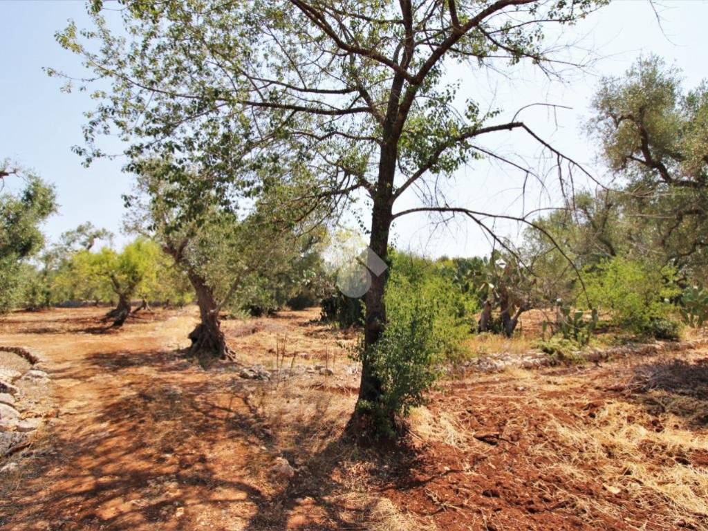Terreno a Ceglie messapica in Contrada Natalicchio - Foto 5