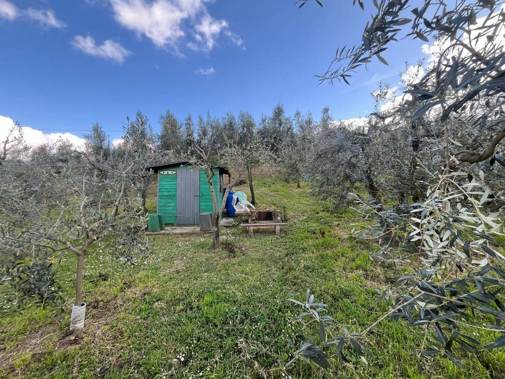 Terreno a Arezzo - Foto 3