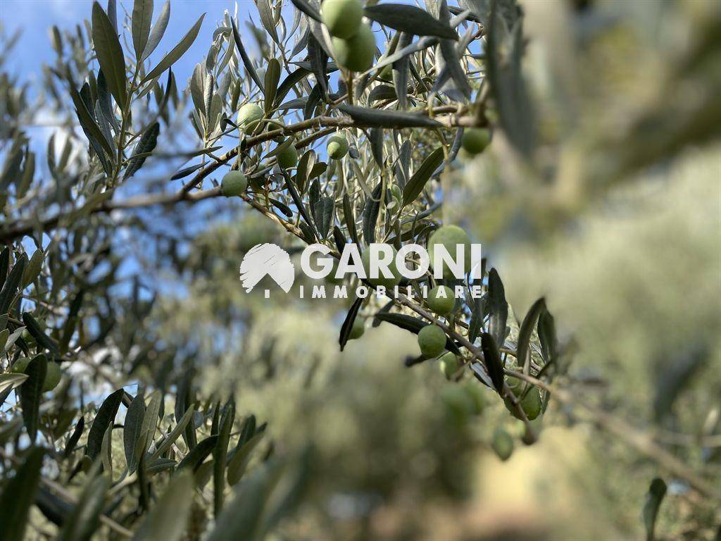 Terreno a Brisighella - Foto 3