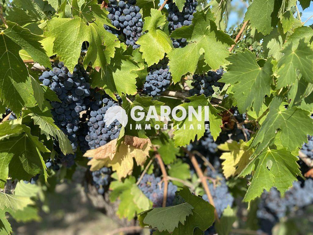 Terreno a Brisighella - Foto 4