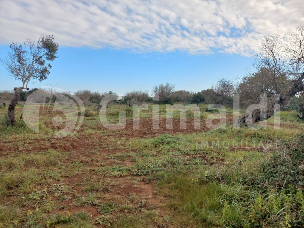 Terreno a Presicce-acquarica in SP 76, 10 - Foto 4