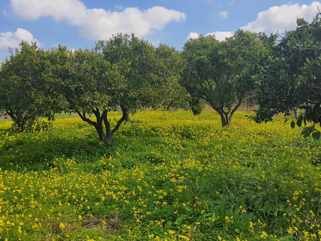 Terreno a Eboli in Via Prato - Foto 3