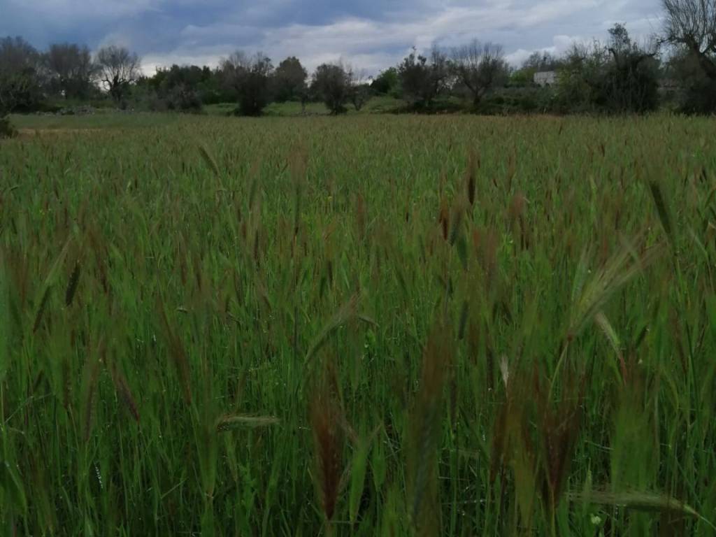 Terreno a Corigliano d'otranto in Via Case - Foto 5