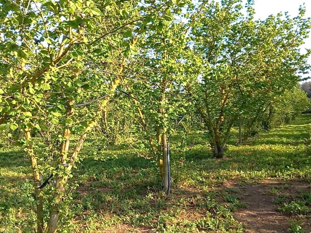 Terreno a Gallese - Foto 4