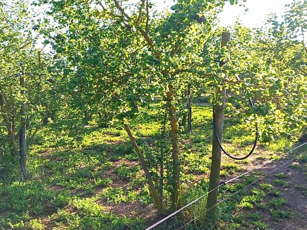 Terreno a Gallese - Foto 5