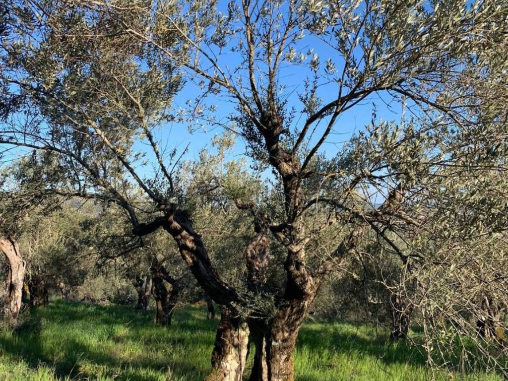 Terreno a Tuoro sul trasimeno in Vernazzano - Foto 2