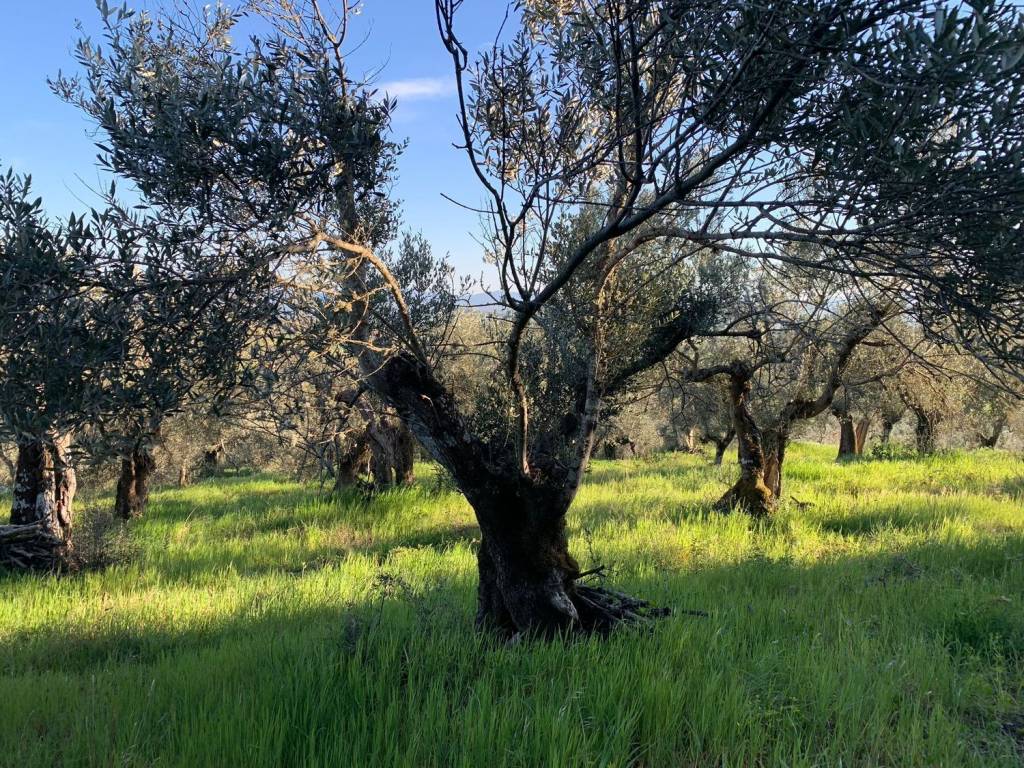 Terreno a Tuoro sul trasimeno in Vernazzano - Foto 4