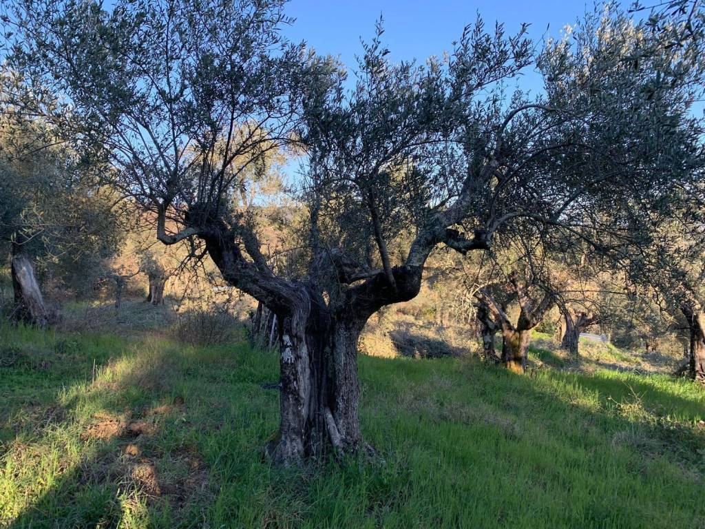 Terreno a Tuoro sul trasimeno in Vernazzano - Foto 5