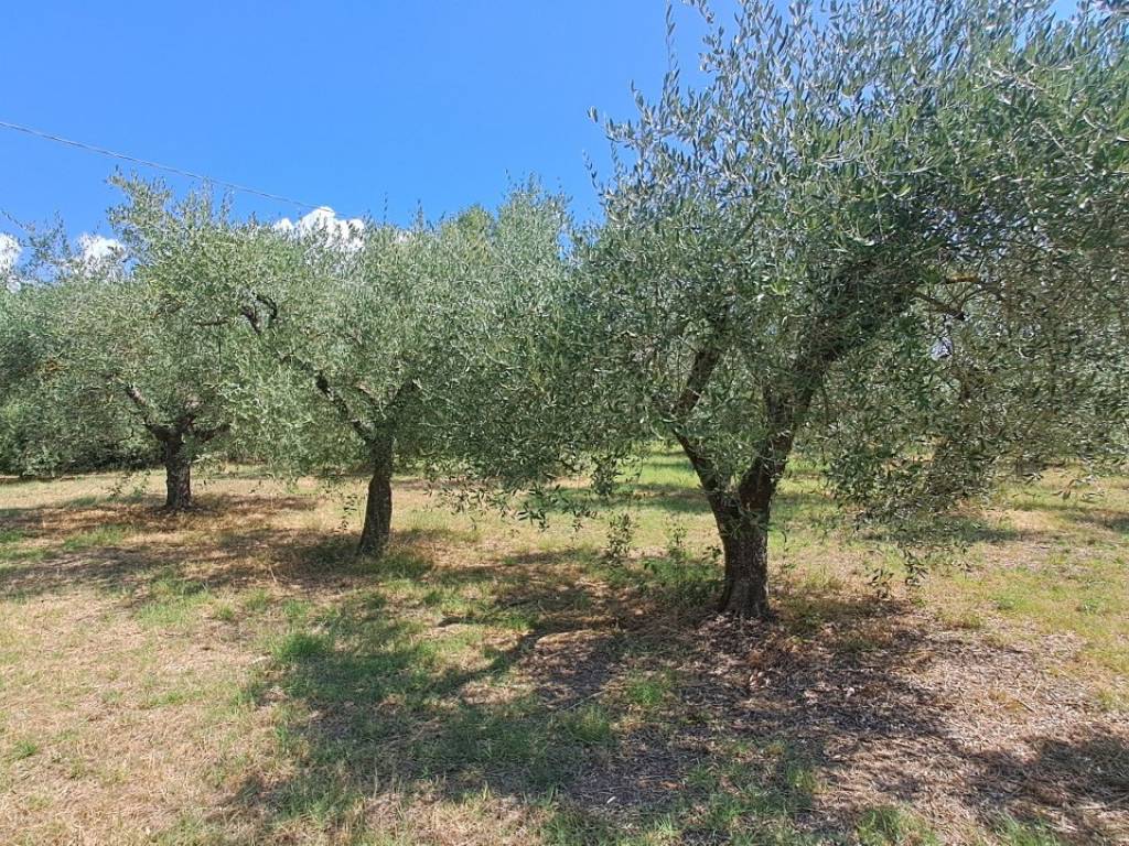 Terreno a Passignano sul trasimeno - Foto 2
