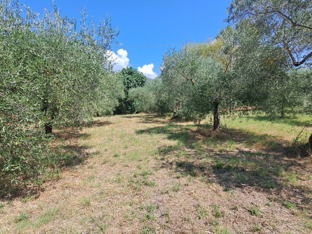Terreno a Passignano sul trasimeno - Foto 4