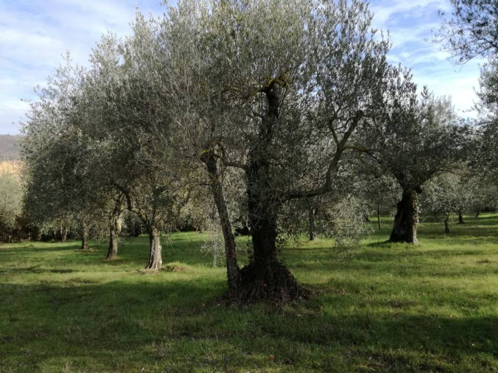 Terreno a Passignano sul trasimeno - Foto 5