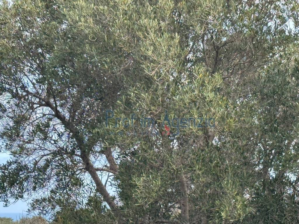 Rustico / casale a Carovigno - Foto 5