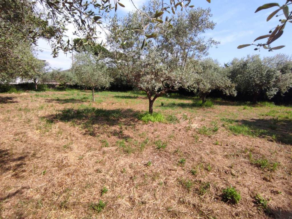 Terreno a Luni - Foto 2