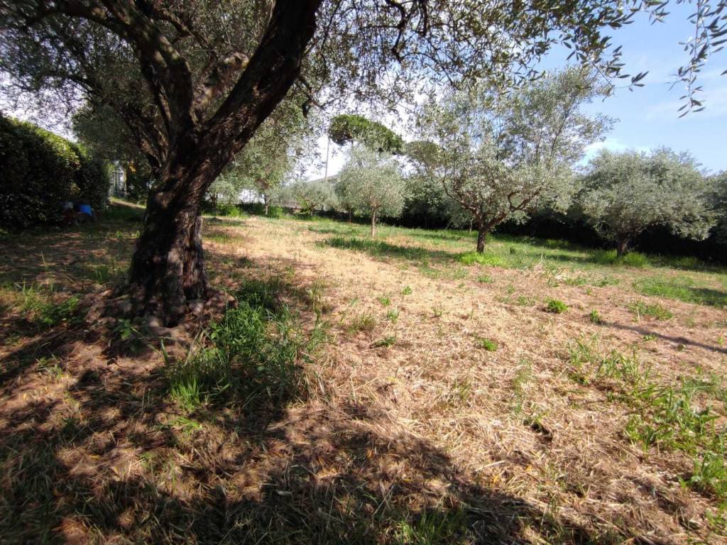 Terreno a Luni - Foto 3