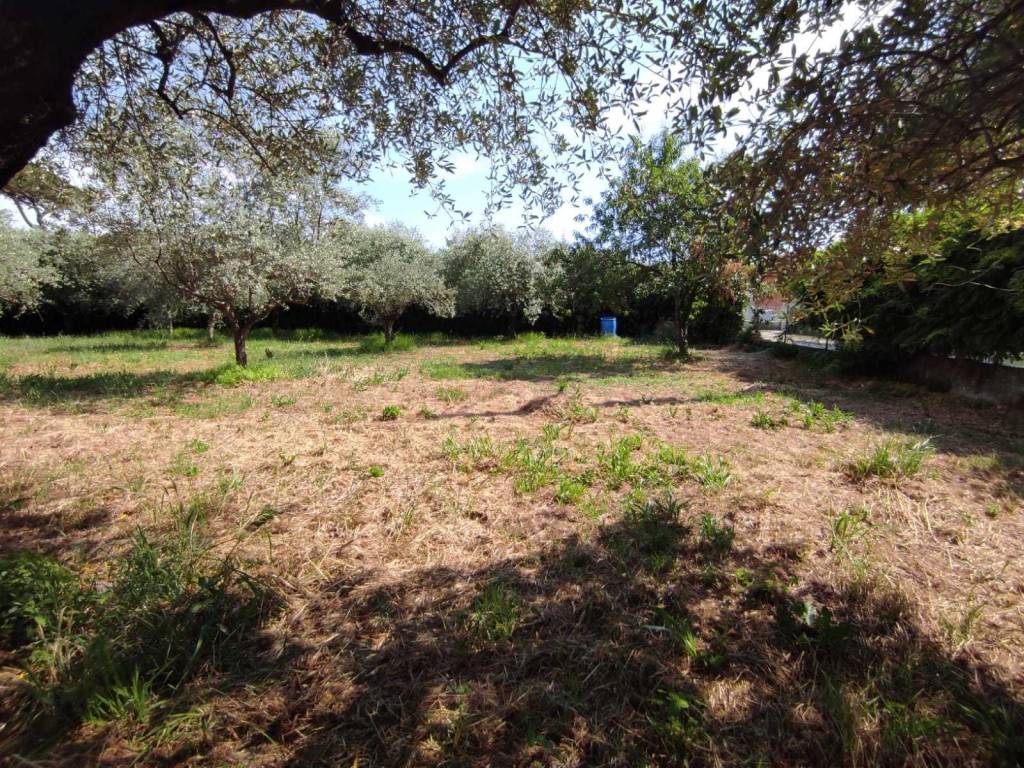 Terreno a Luni - Foto 4