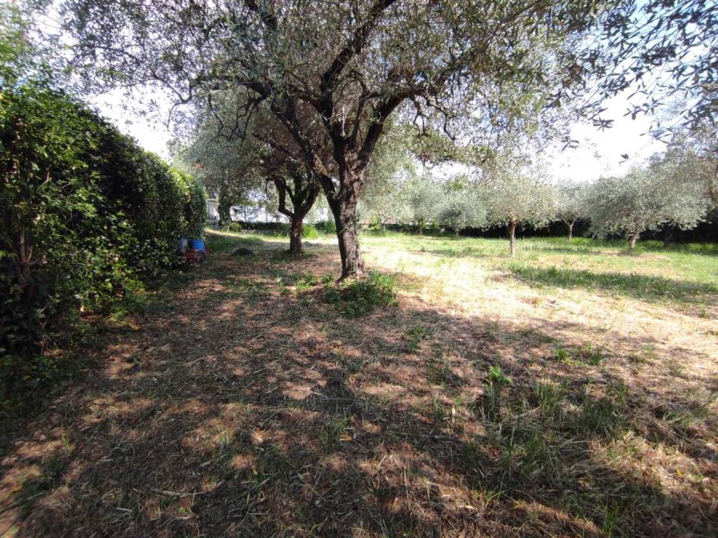Terreno a Luni - Foto 5