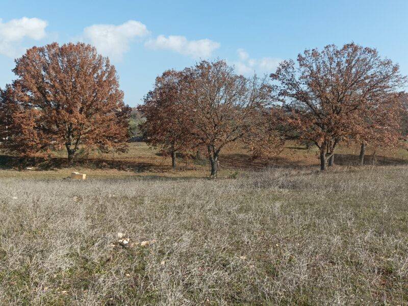 Terreno a Cisternino in Contrada Figazzano - Foto 2