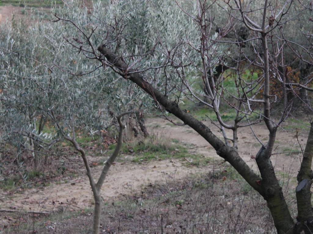 Terreno a Cappelle sul tavo in Via Colle d'Olivo - Foto 2