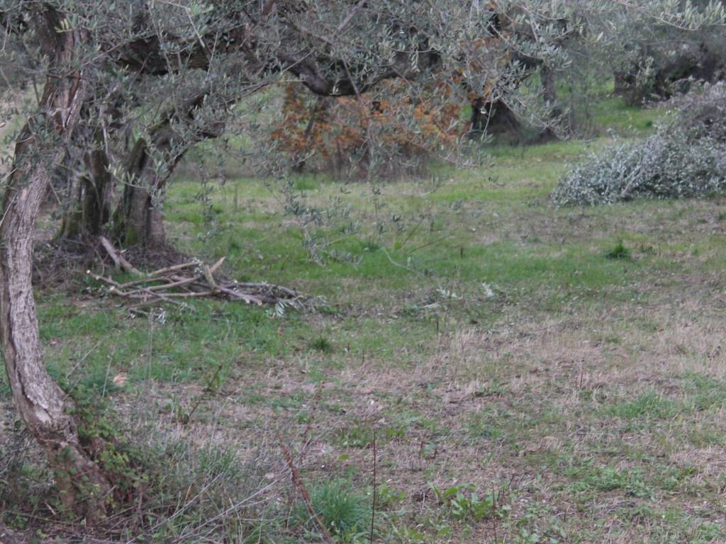Terreno a Cappelle sul tavo in Via Colle d'Olivo - Foto 4