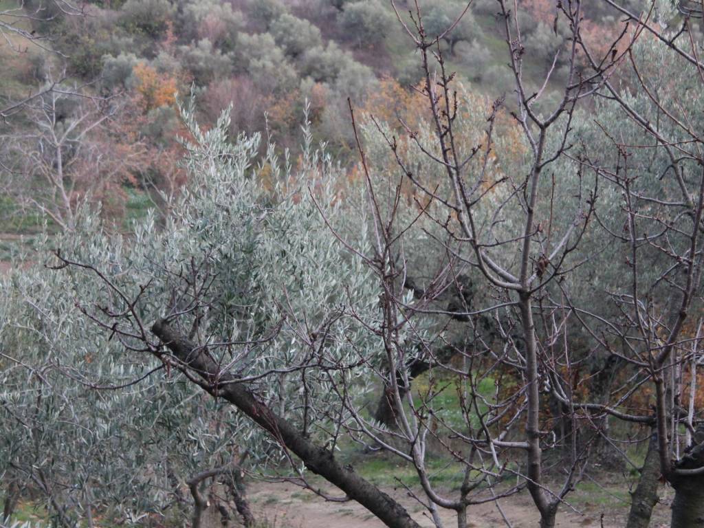 Terreno a Cappelle sul tavo in Via Colle d'Olivo - Foto 5