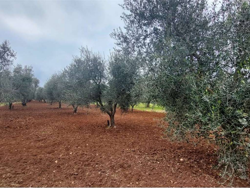 Terreno a San vito dei normanni - Foto 2