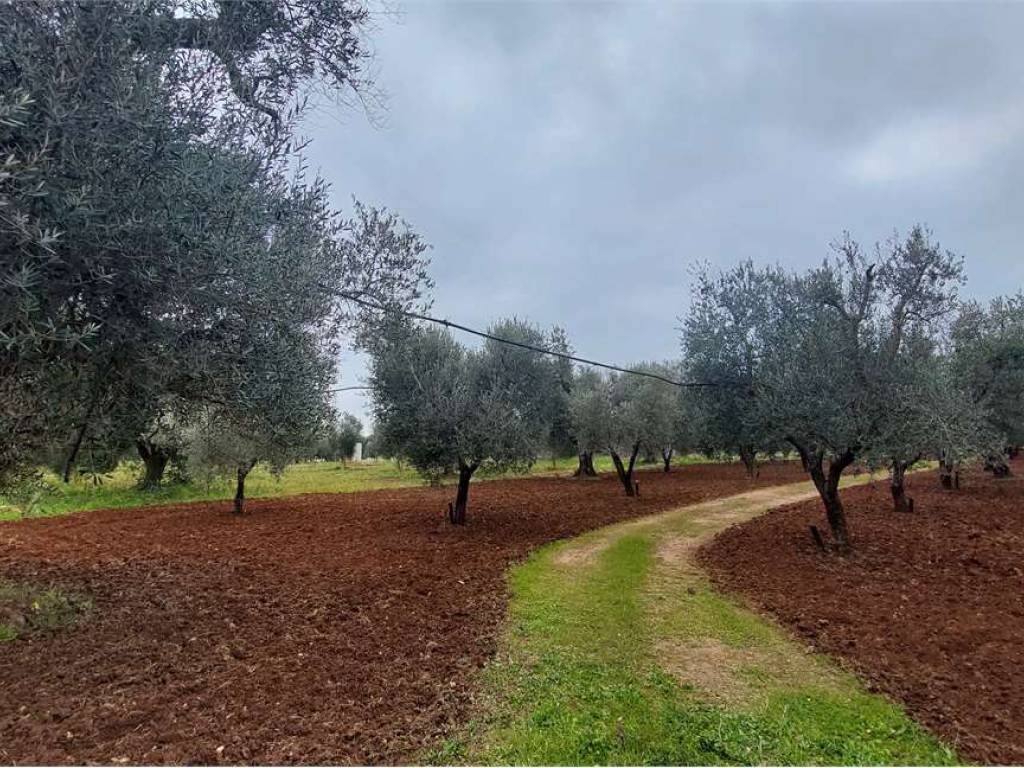 Terreno a San vito dei normanni - Foto 3