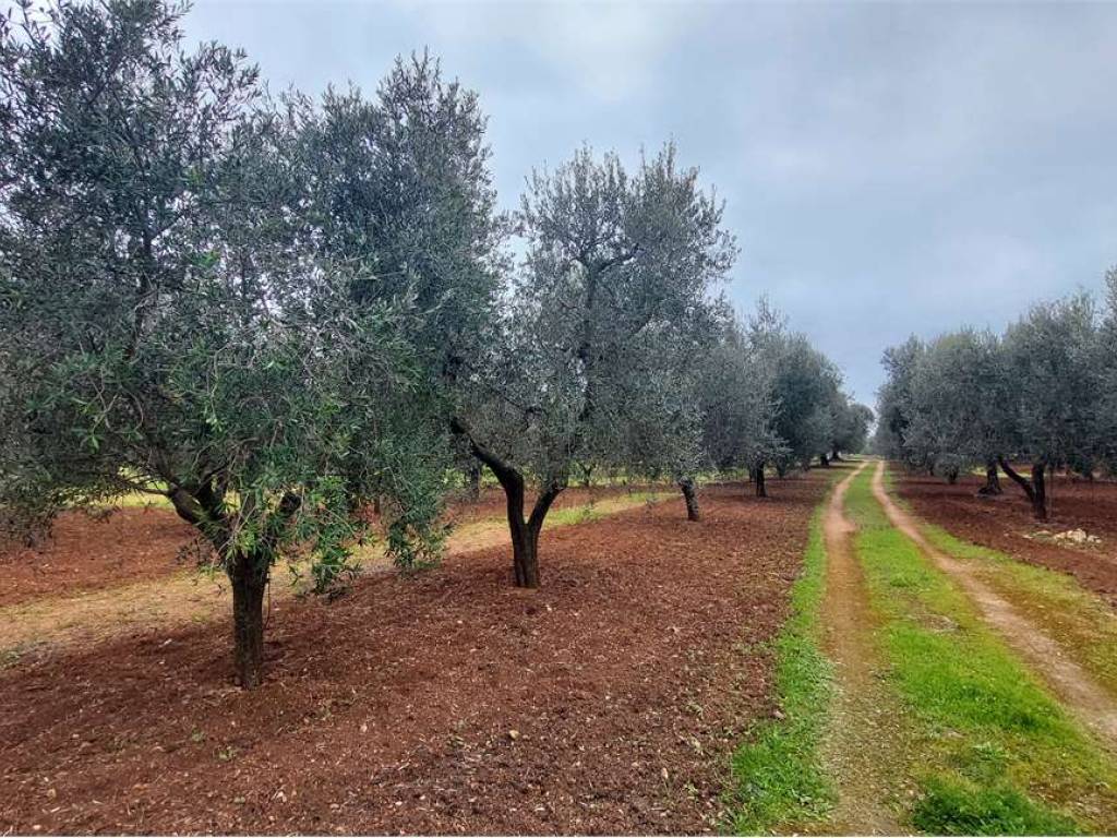 Terreno a San vito dei normanni - Foto 2