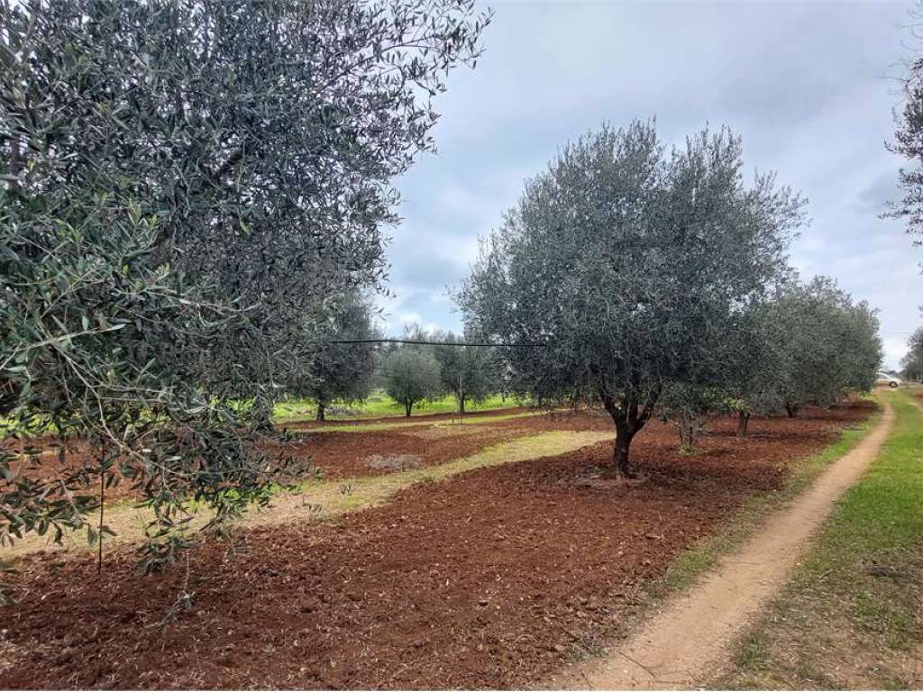 Terreno a San vito dei normanni - Foto 4