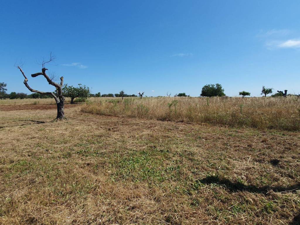 Terreno a Nardò in Via DEGLI ANGIOLINI, 1 - Foto 5