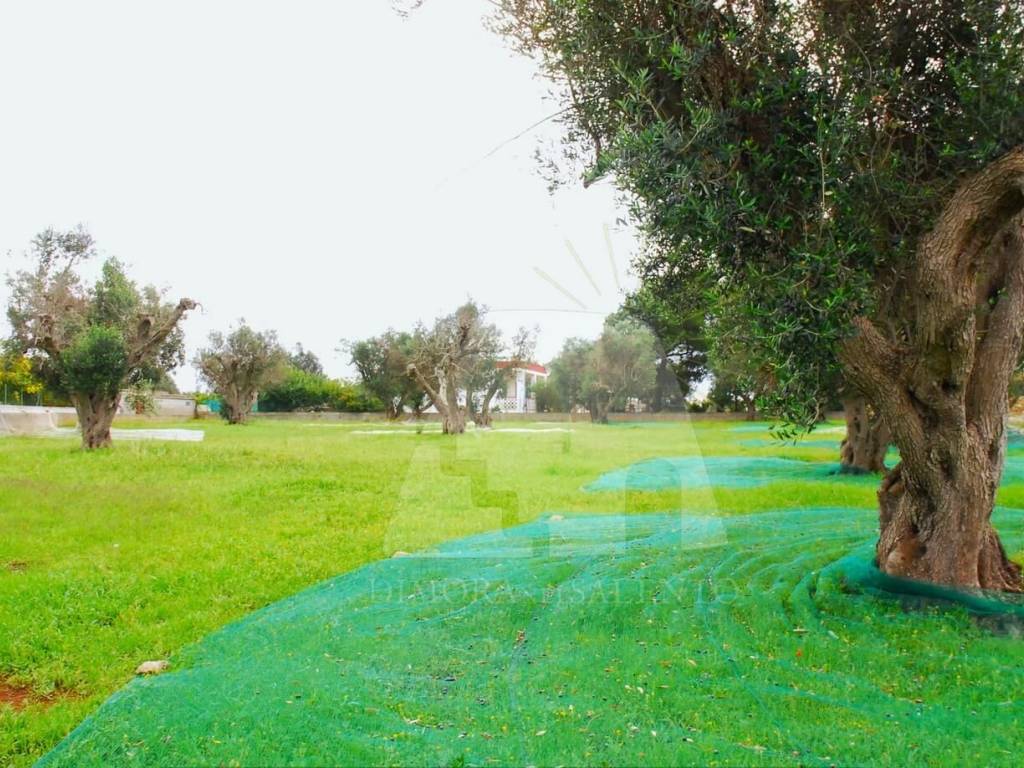 Terreno a Gagliano del capo in Strada Vicinale Paduli - Foto 2