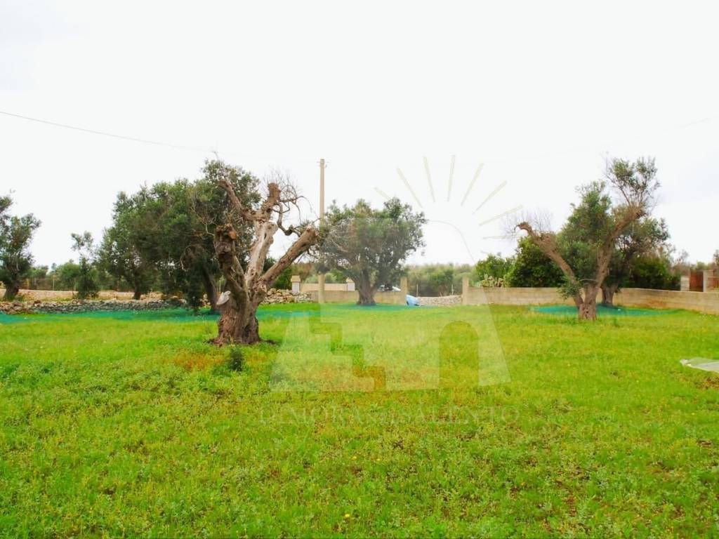 Terreno a Gagliano del capo in Strada Vicinale Paduli - Foto 4