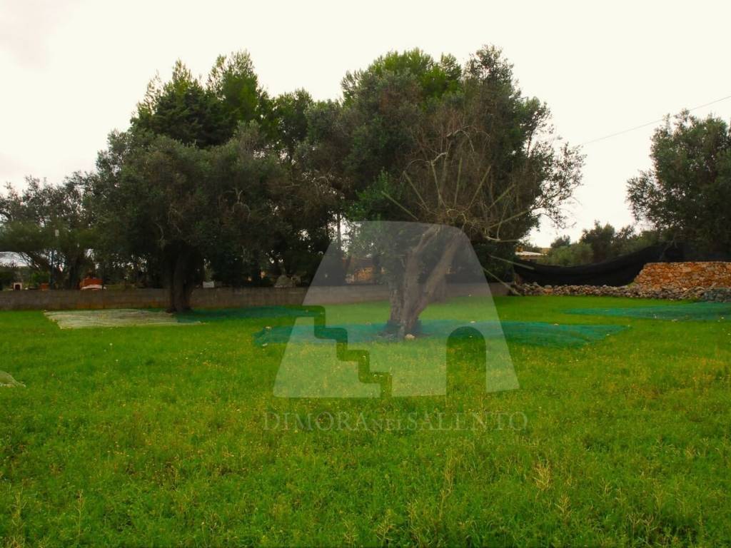 Terreno a Gagliano del capo in Strada Vicinale Paduli - Foto 5