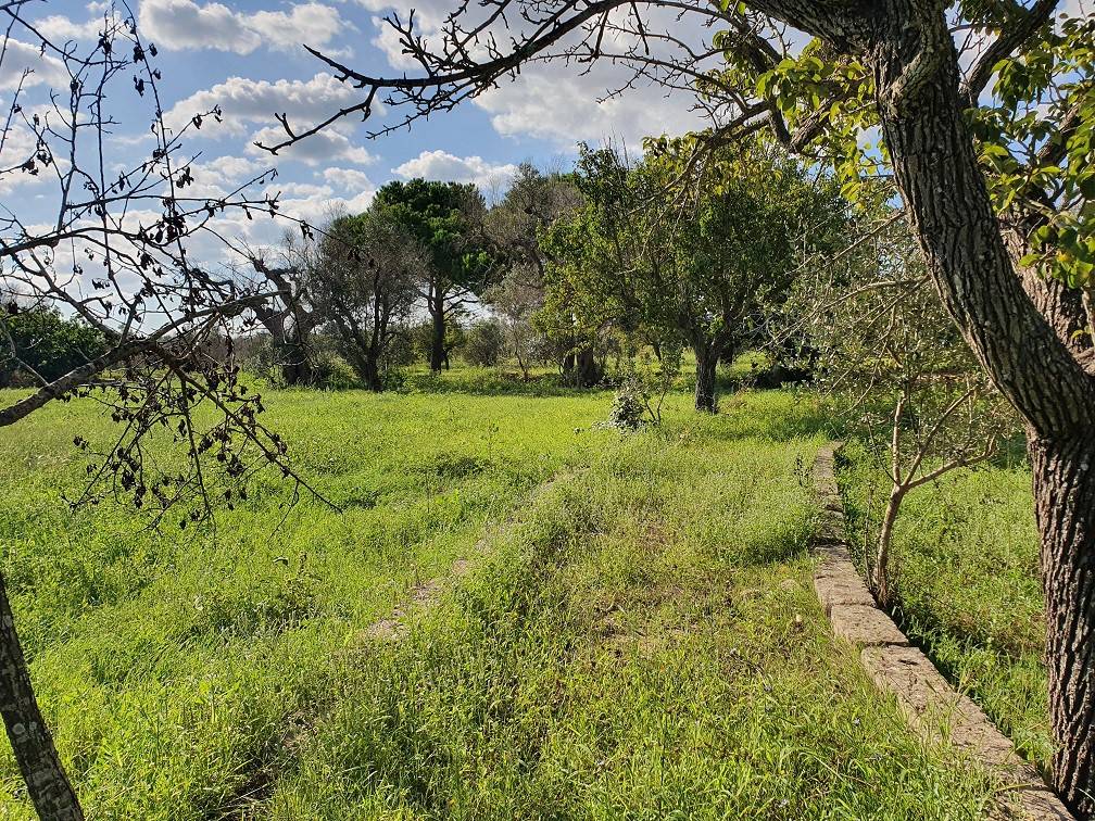 Terreno a Parabita in Strada Vicinale Gualtieri o Tammati - Foto 3