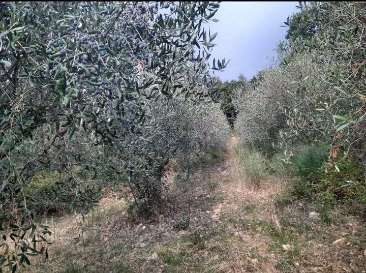 Terreno a Torchiara in SP86 - Foto 3